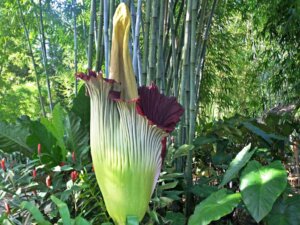 Flor-cadáver: a planta que captura insetos para se reproduzir