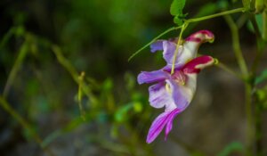 6 flores que parecem animais