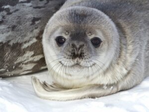 5 curiosidades de animais que habitam a Antártica