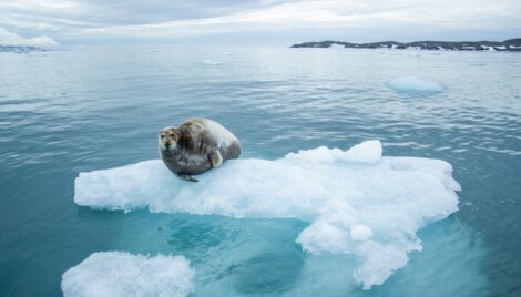 Um dos animais da Antártica no gelo.