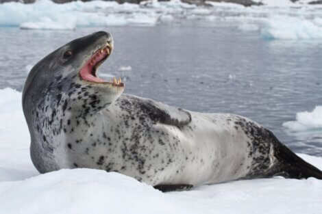 Uma foca-leopardo mostra seus dentes.