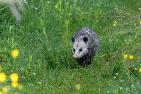 Um gambá caminhando.