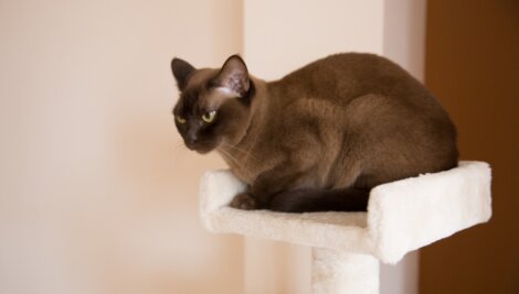 Um gato burmês em uma torre.