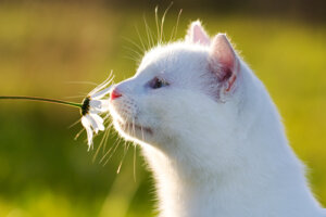 Dicas para manter os gatos longe das plantas