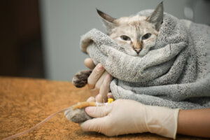 Pancreatite em gatos: causas e sintomas