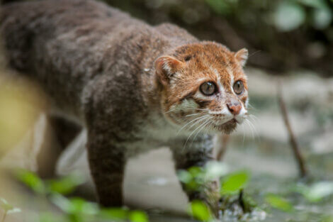 Um gato-de-cabeça-chata na selva.