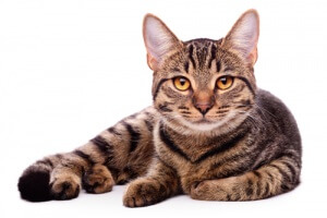 Um gato deitado em fundo branco.
