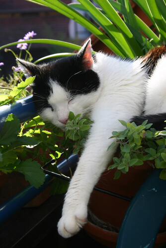 Manter gatos longe das plantas
