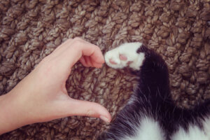 5 maneiras de fazer seu gato amar você