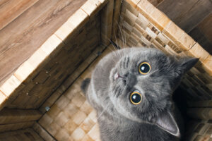 Curiosidades sobre os gatos