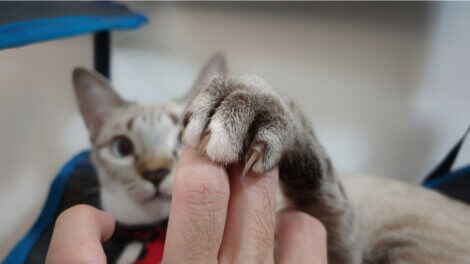 Por que os gatos mordem os tornozelos?