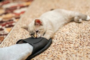 Por que os gatos mordem os tornozelos?