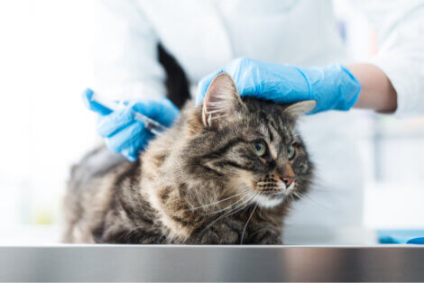 Um gato no veterinário.