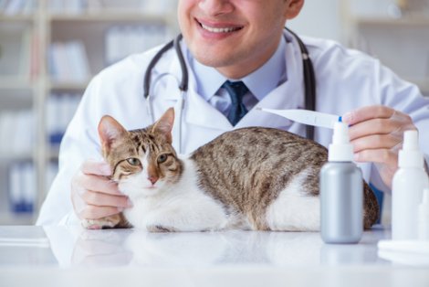 Medindo a temperatura do gato no veterinário.