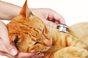 Gato doente sendo observado pelo veterinário.