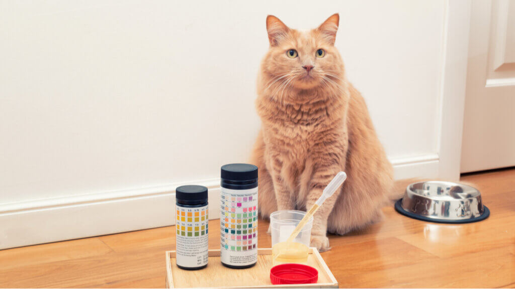 Os gatos e a urolitíase: sintomas, tratamentos e causas.