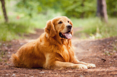 Um golden retriever é deitado na natureza.