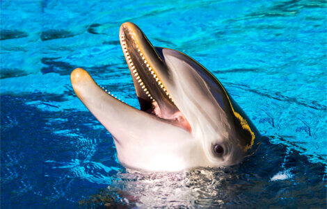 Um golfinho abrindo a boca.