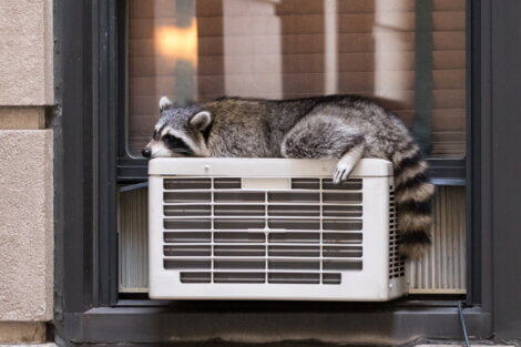 Um guaxinim deitado no ar condicionado.
