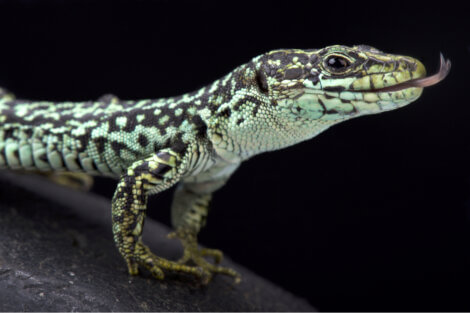 Iberolacerta cyreni é um dos animais que estão em perigo de extinção na Europa.