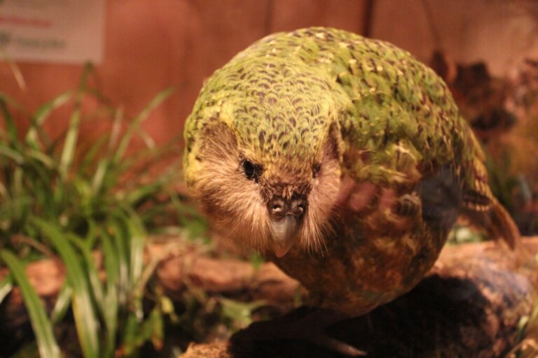 Kakapo: ave do ano de 2020 na Nova Zelândia
