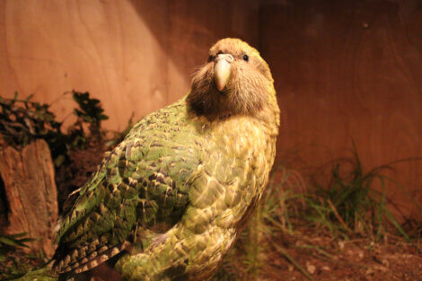 Corpo inteiro do kakapo.