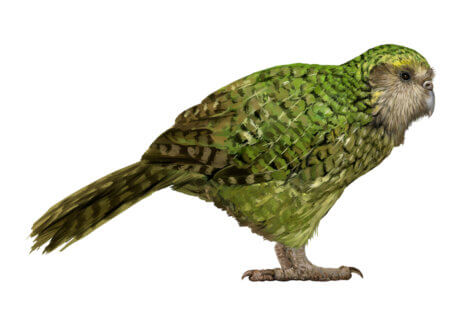 Um kakapo em um fundo branco.