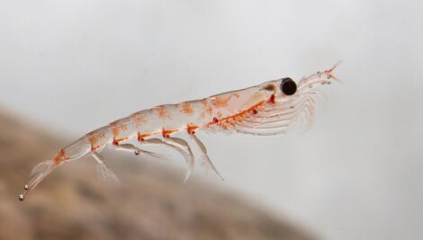 O krill antártico.