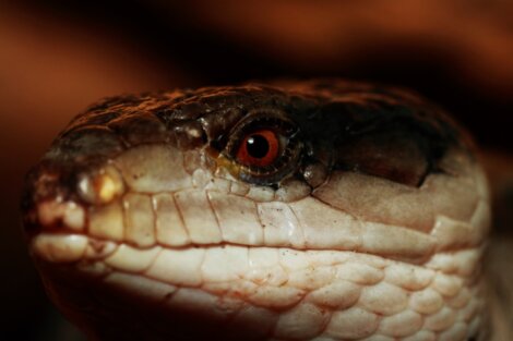 Lagarto com melanismo.