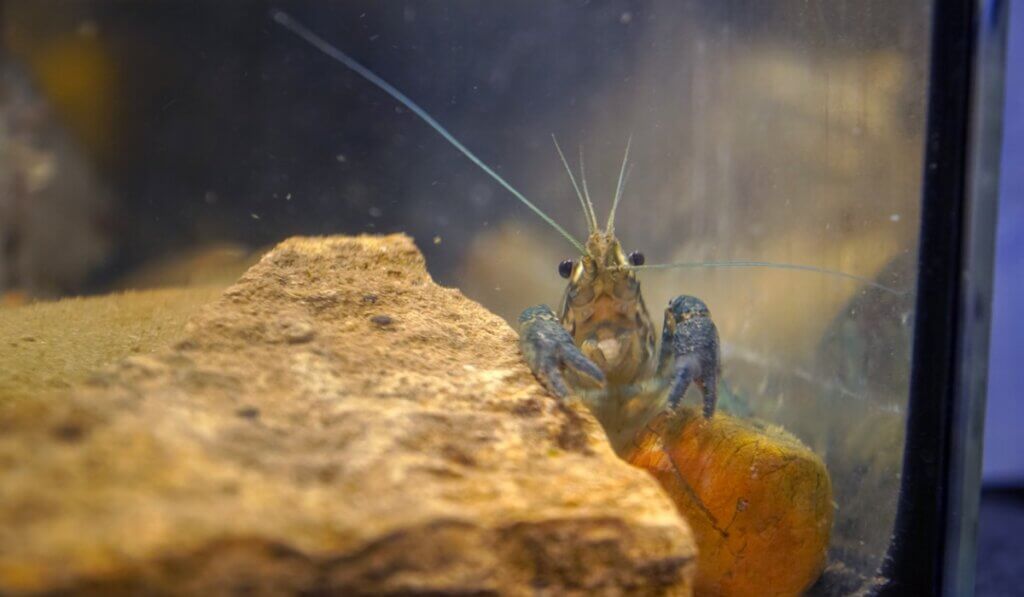 O 'lagostim de mármore', um animal que se clona
