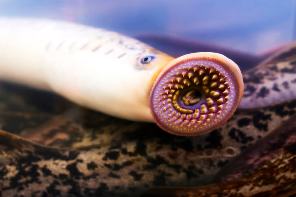 Os vampiros submarinos existem?