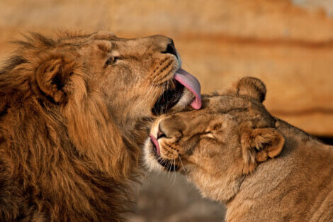 Um leão macho e uma fêmea.