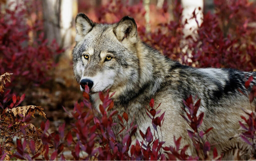 Traços comportamentais comuns das espécies de lobo