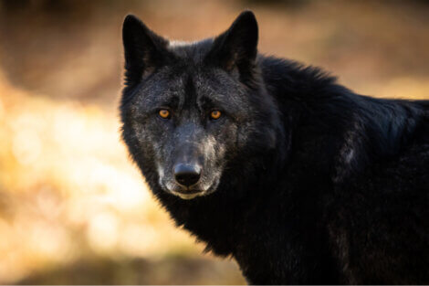 Um lobo preto olha para a câmera.