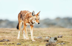 Lobos em risco de extinção: os casos do lobo-vermelho e do lobo-etíope