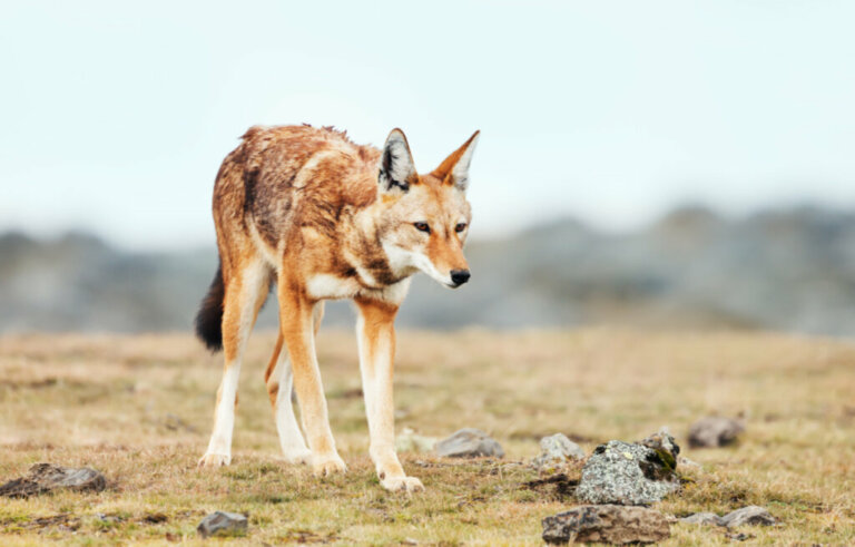 Lobos em risco de extinção: os casos do lobo-vermelho e do lobo-etíope