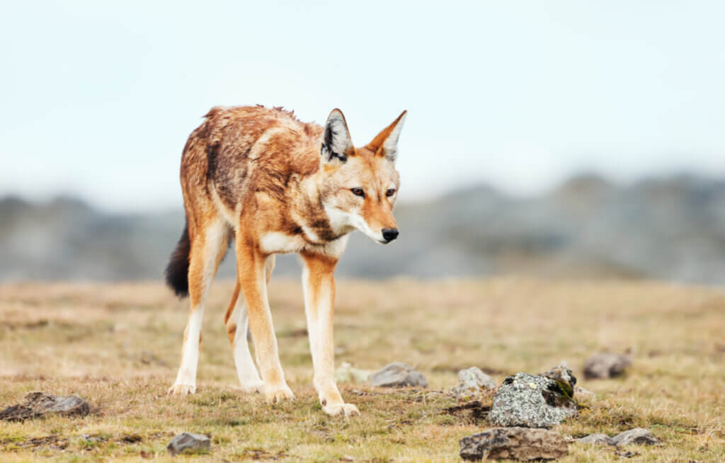 Lobos em risco de extinção: os casos do lobo-vermelho e do lobo-etíope