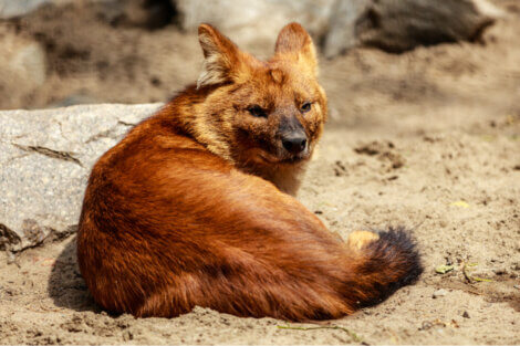Um lobo-vermelho deitado.