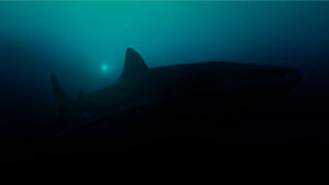 Foi encontrado o maior tubarão luminoso do mundo