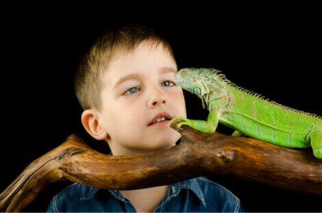Uma criança admirando um réptil.
