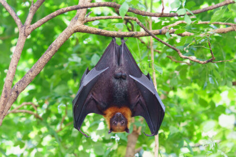 Um morcego frugívoro pendurado.