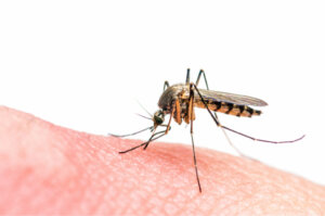 Por que os mosquitos picam?