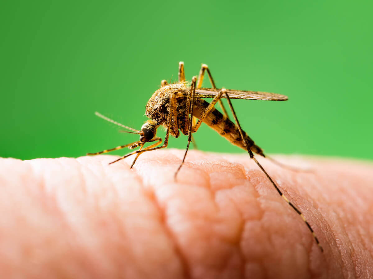 Uma picada de mosquito.