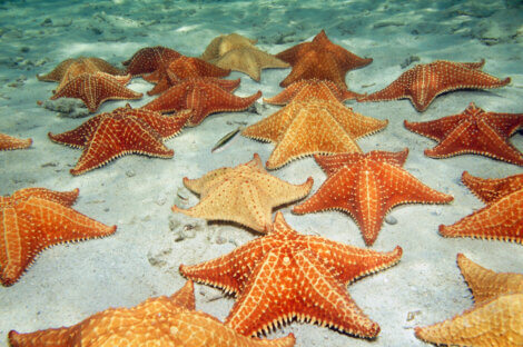 Grupo de estrelas-do-mar.