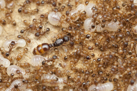 Uma formiga para ser-rainha em um formigueiro.