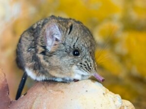 Musaranhos-elefantes: tudo o que você precisa saber