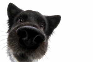 Curiosidades sobre o olfato dos cachorros
