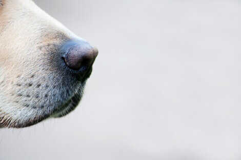 O olfato dos cães é essencial para sua sobrevivência.