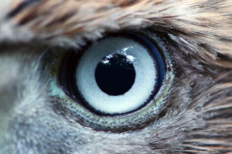 O olho de uma águia.