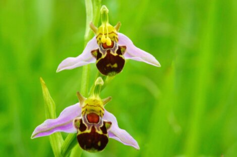 Uma das flores que parecem animais.